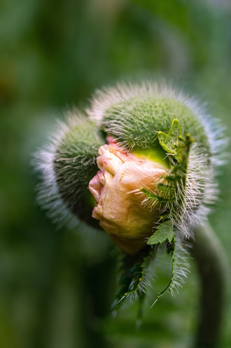 Mohn