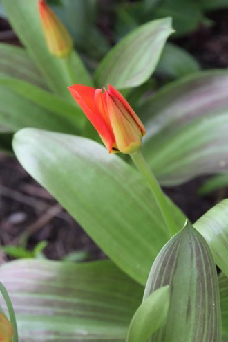 Tulpe